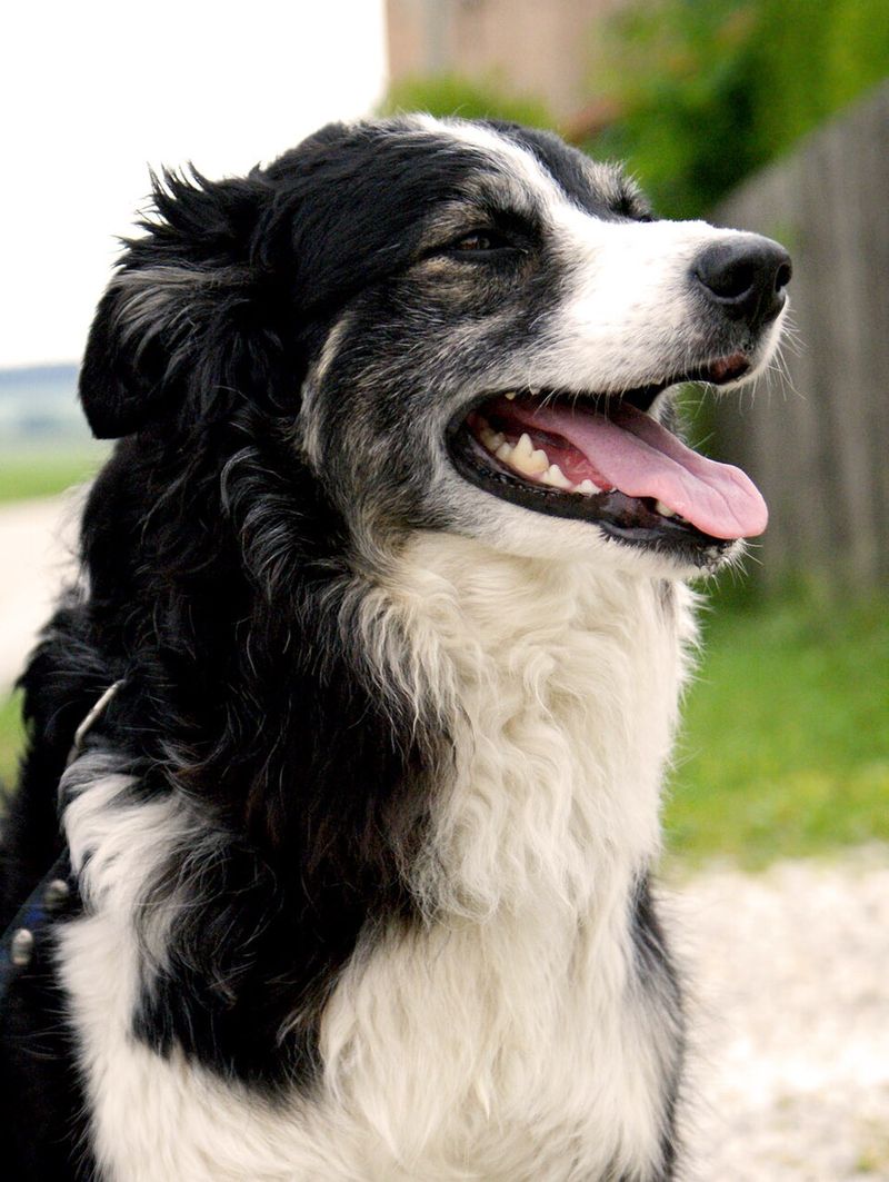 Collie