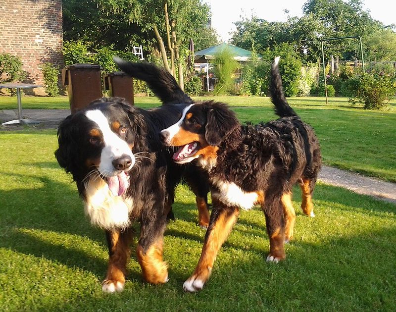Bernese Mountain Dog