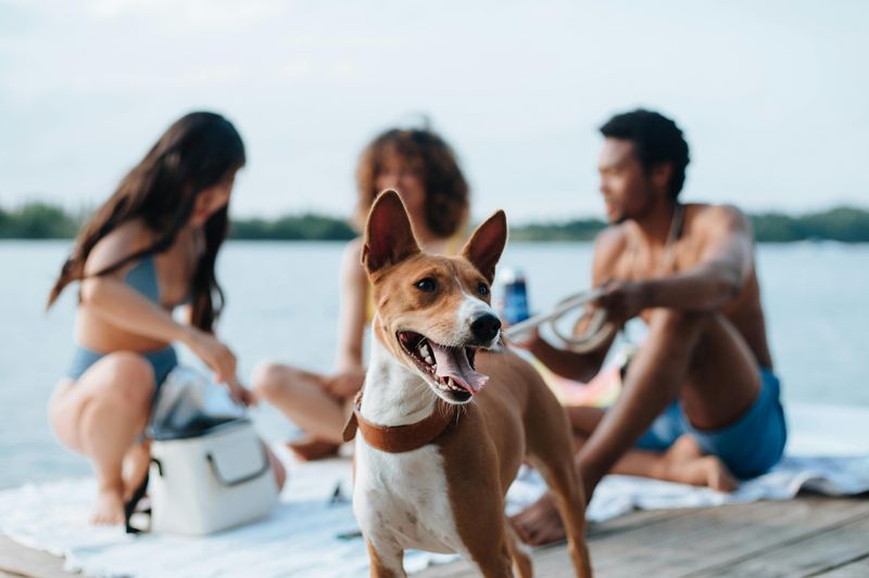 Basenji