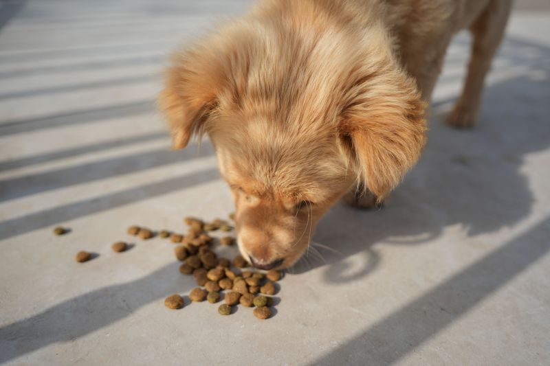 Swapping your dog's food too fast causes tummy trouble, so try these 8 gentler steps 3 Buy the new food before the old bag runs out