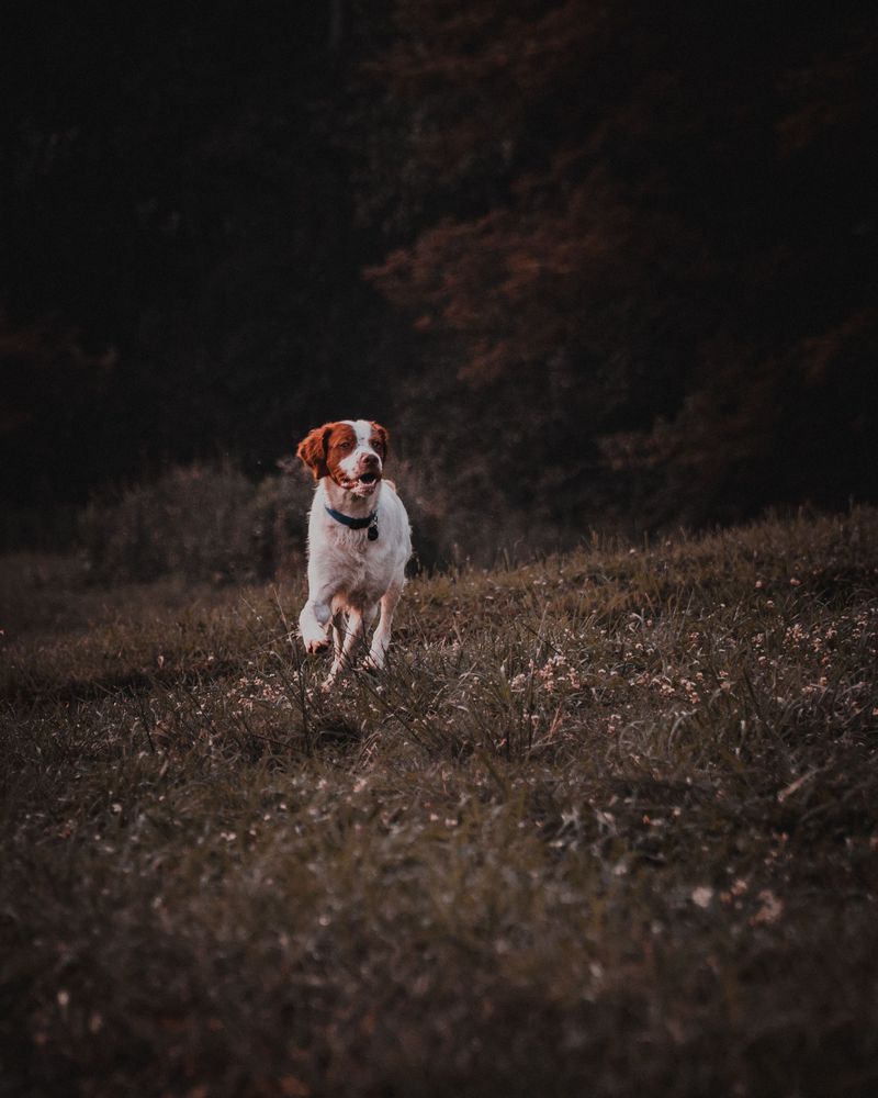 Some companions recover so naturally from change that owners barely notice it happened 10 Brittany