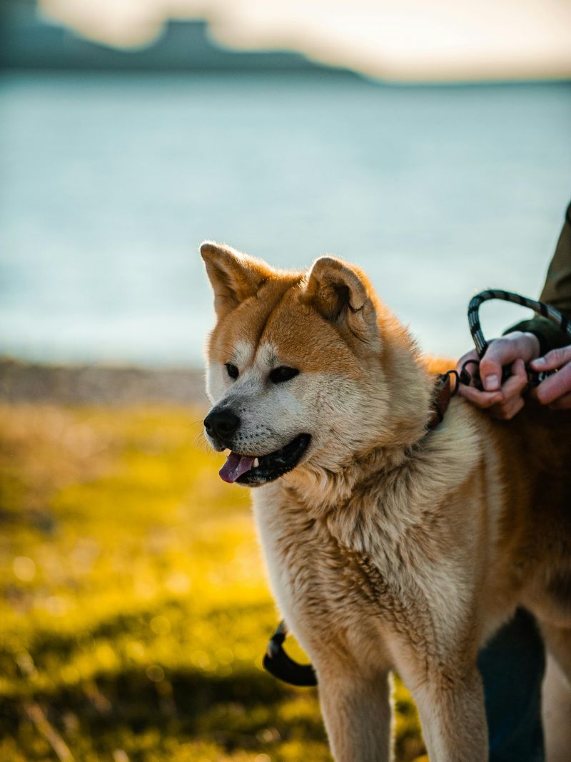 14 Dog Breeds That May Be Too Challenging for Families with Kids 3 Akita
