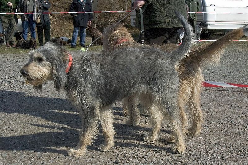Rare Sporting Dogs Hunters Are Quietly Bringing Back 8 Griffon Nivernais