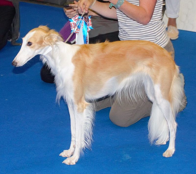 Silken Windhound