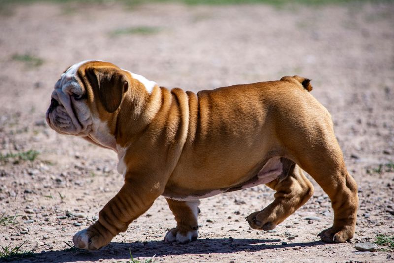 English Bulldog