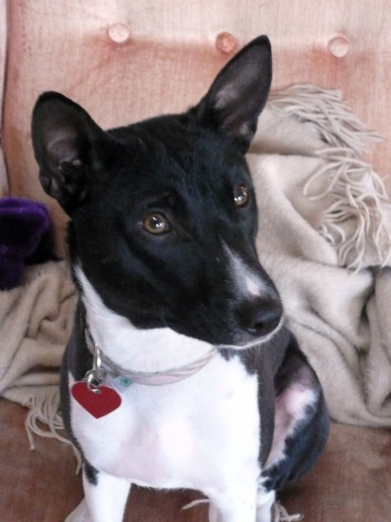 If dog odor is your biggest concern, these 12 dog breeds deserve a closer look 2 Basenji