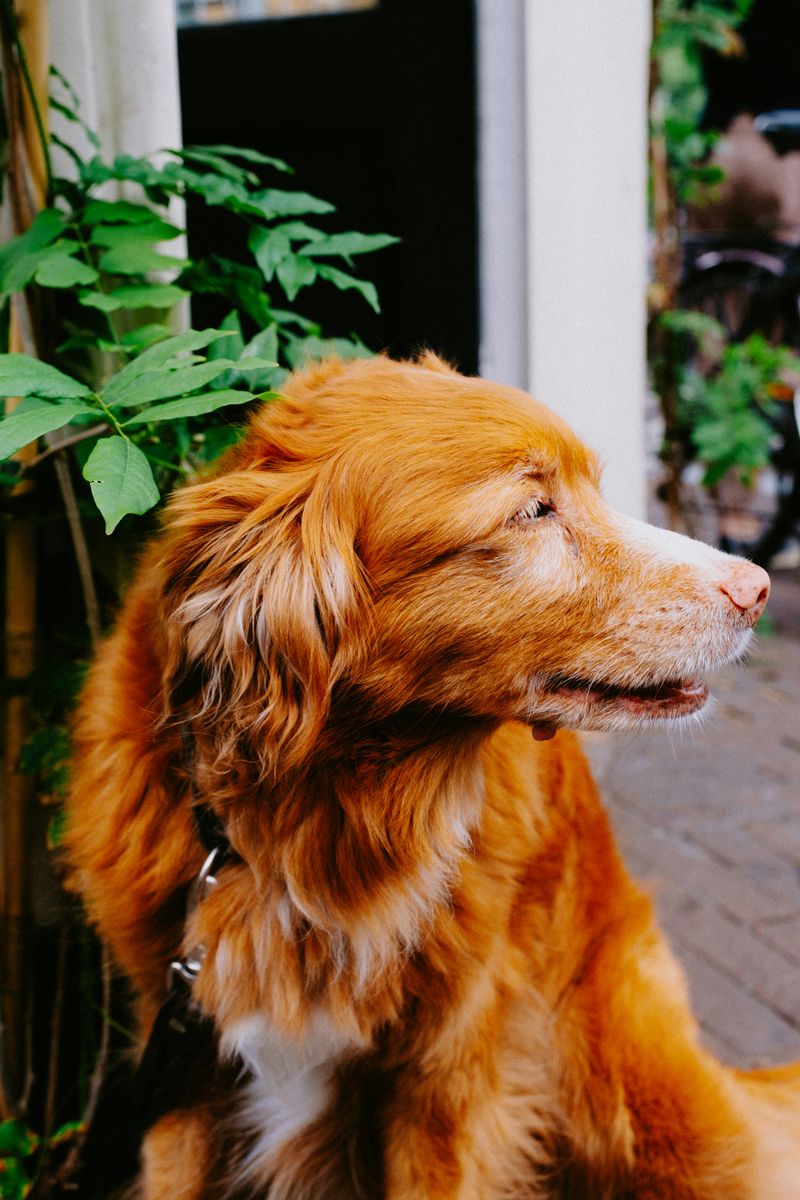 Nova Scotia Duck Tolling Retriever