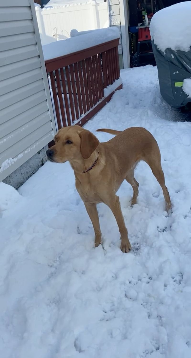 15 Dog Breeds That Share Many Traits with Labrador Retrievers 13 Irish Setter