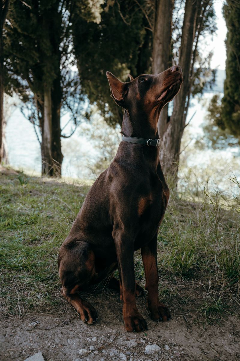 Earn the loyalty of these 13 dog breeds, and they'll guard you without hesitation 4 Doberman Pinscher