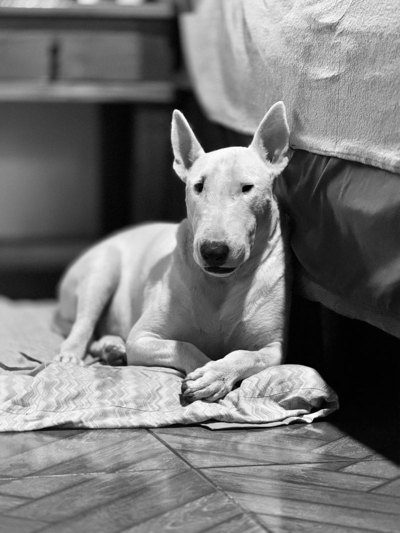 You set the house rules - until one of these 9 dog breeds decides they're negotiable 9 Bull Terrier