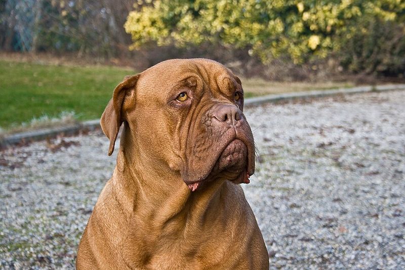 29 Big Dog Breeds with Gentle Temperaments 30 Dogue de Bordeaux