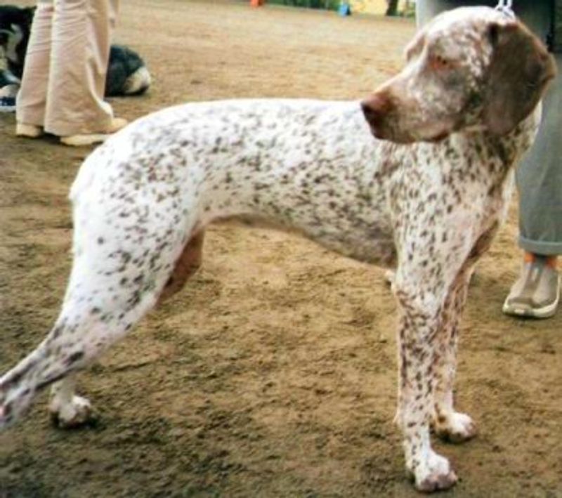 Bourbonnais Pointer