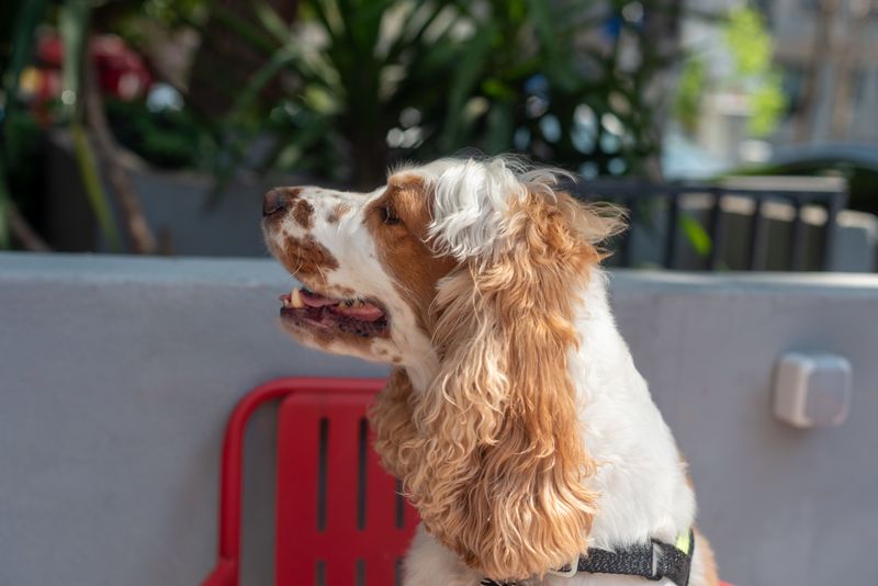 12 dogs that often build surprisingly strong relationships with other animals 9 Cocker Spaniel