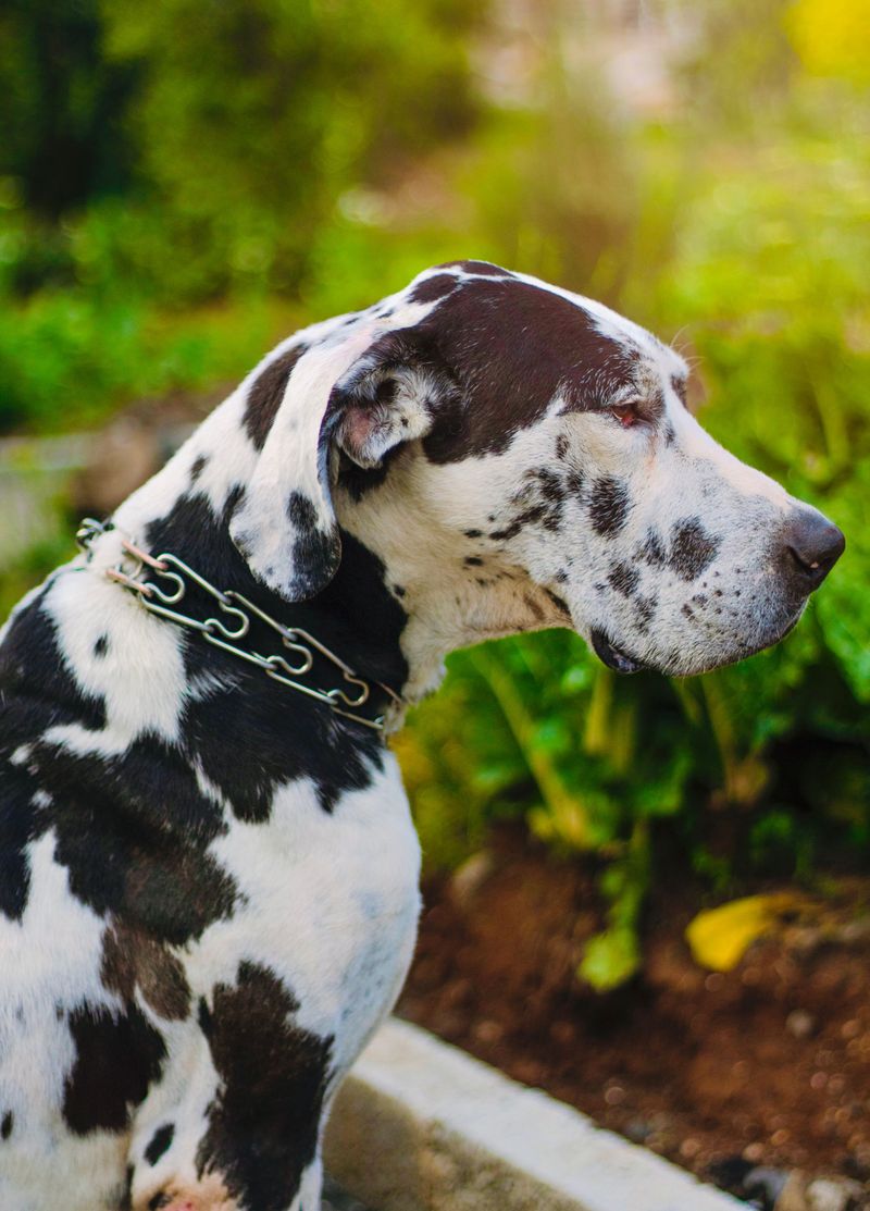 10 breeds that seem to transform once puppyhood ends 9 Great Dane