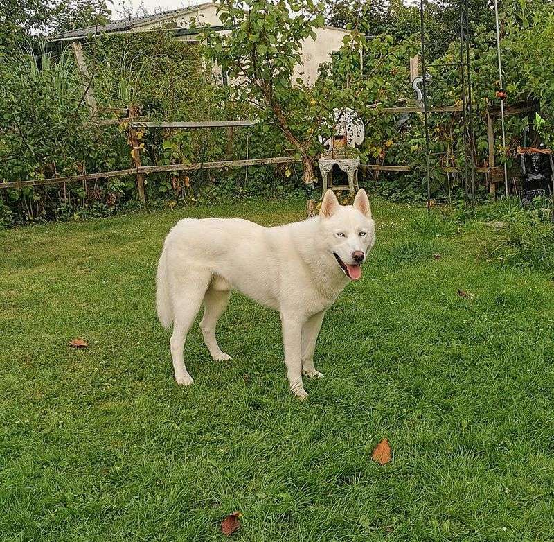 11 dog breeds that look like easy companions - until the personality arrives 7 Siberian Husky