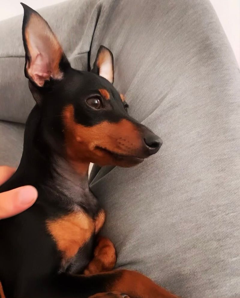 Miniature Pinscher