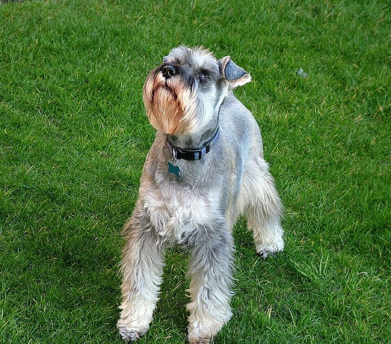 Many owners with allergies begin their search with these well-known dog breeds 7 Miniature Schnauzer