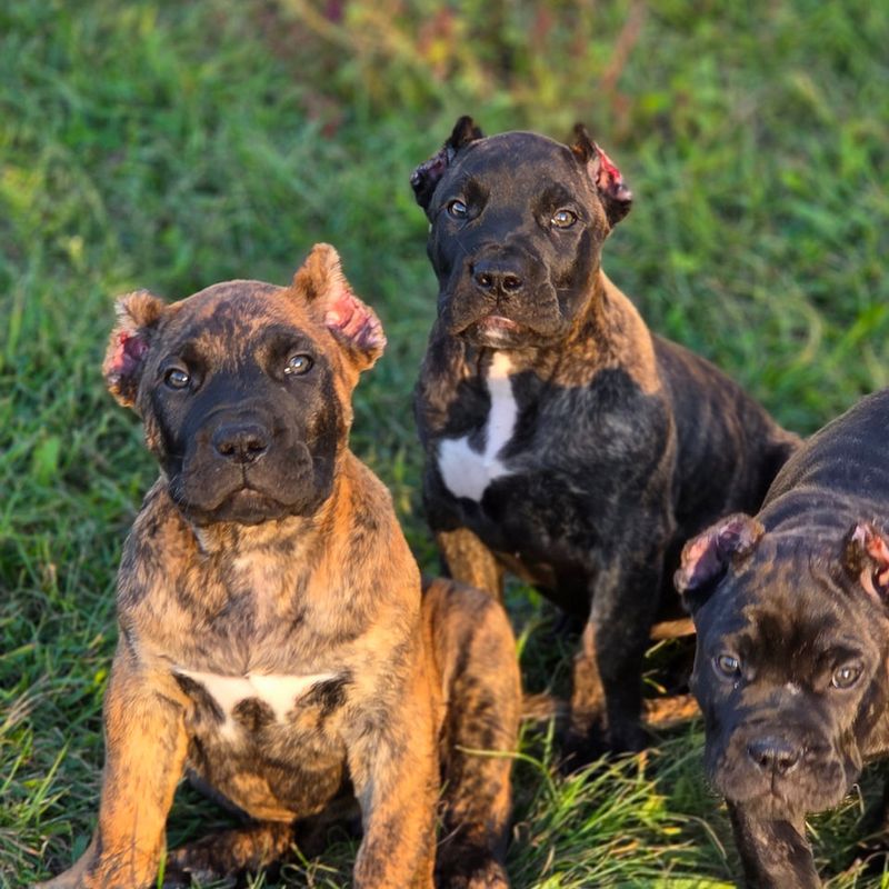 Presa Canario