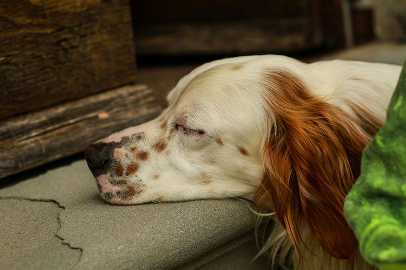 English Setter