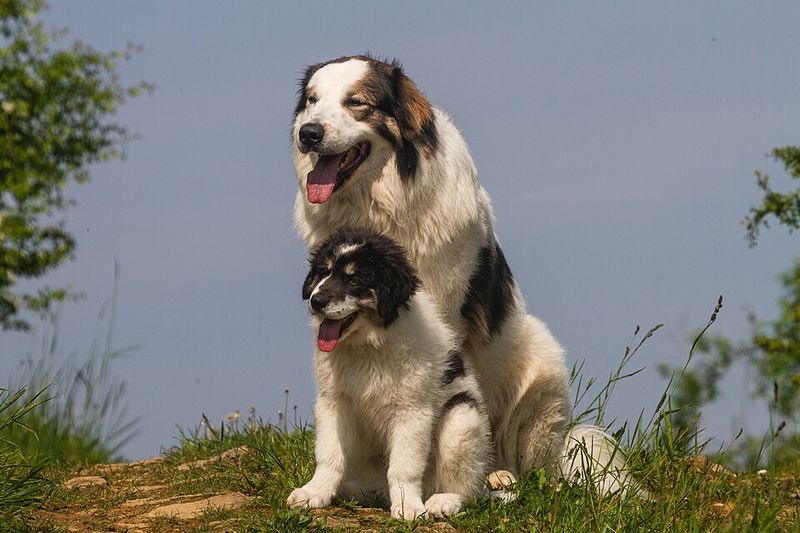 16 Incredibly Powerful Dog Breeds Strong Enough to Pull a Truck 16 Tornjak