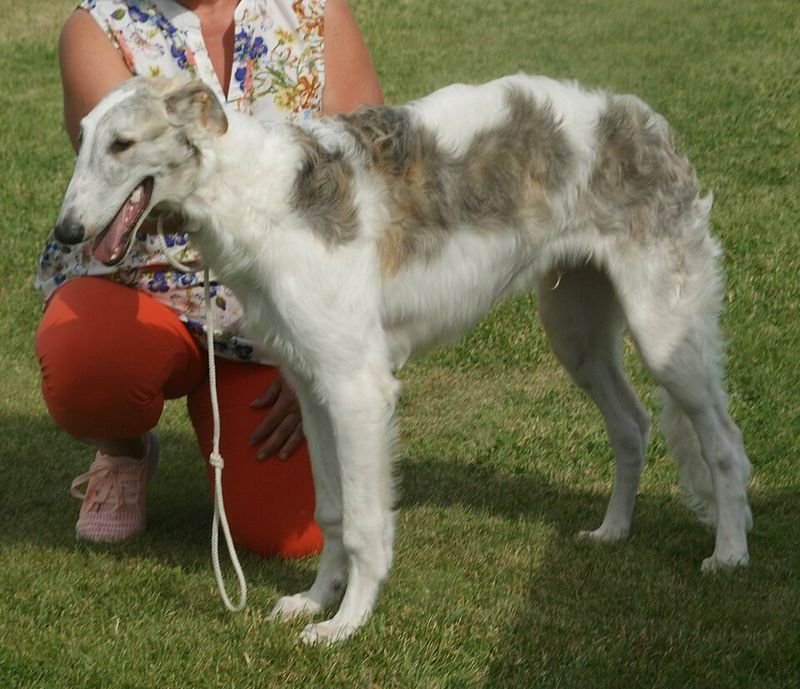 11 dogs that aren't known for showing much affection - plus 3 that love their owners with their whole heart 9 Borzoi