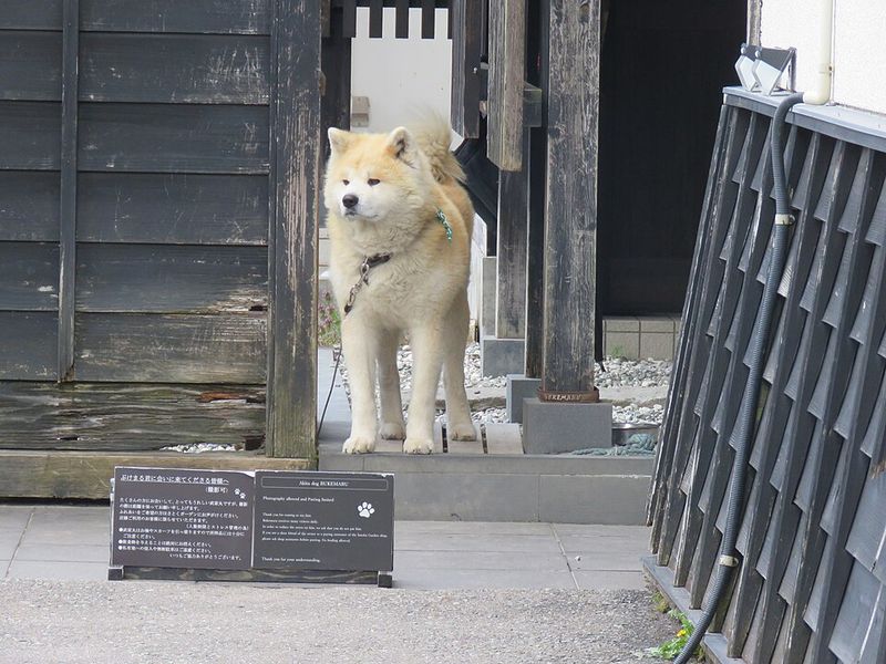 Akita