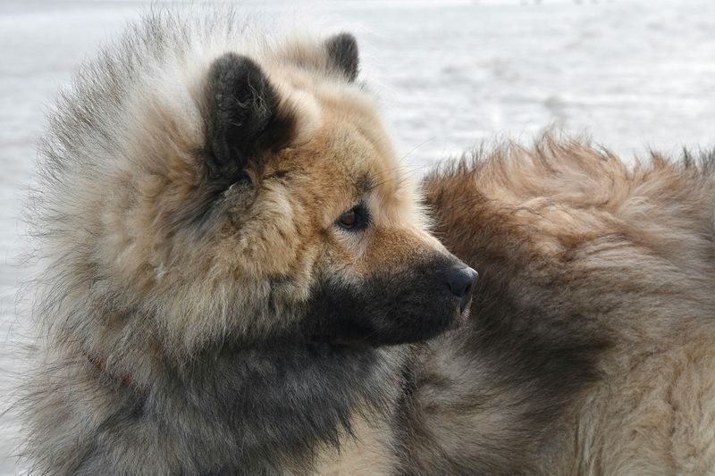 15 Majestic Dog Breeds That Boast Lion-Like Manes 7 Eurasier