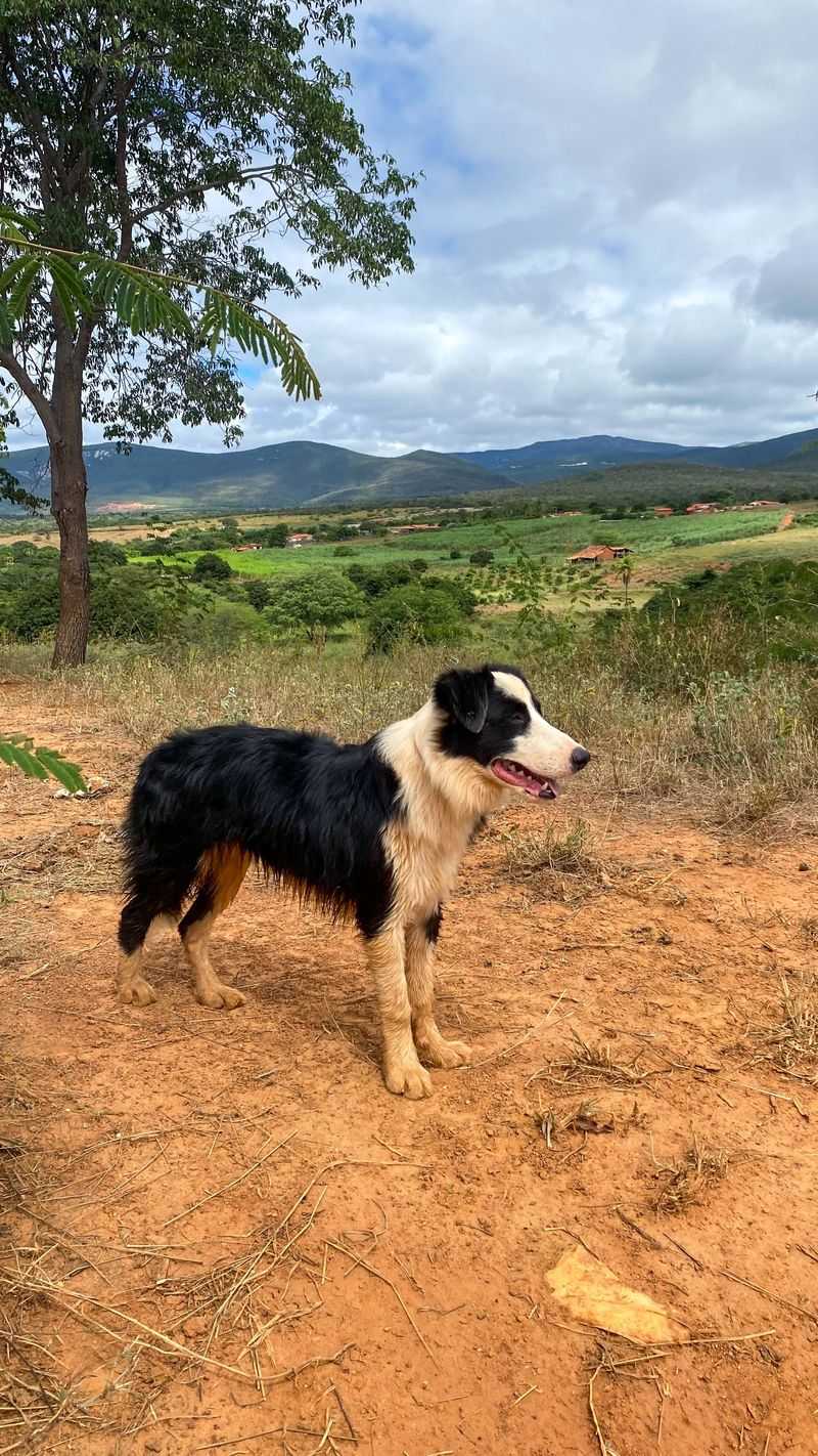 These clever breeds learn quickly - But keeping their minds occupied is the other half of the deal 2 Border Collie