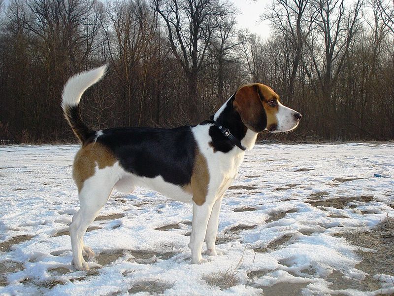 10 dogs that can make you regret letting them off the leash near one suspicious patch of grass 2 Beagle