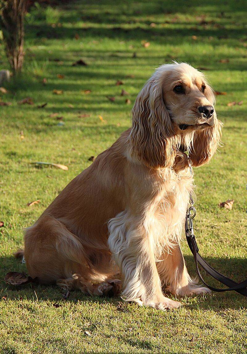 Cocker Spaniel