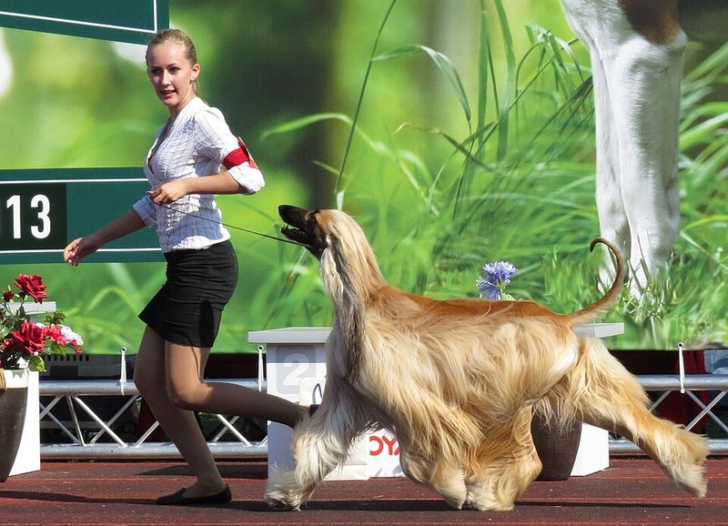 Some dogs charge into trouble - These breeds would rather figure out whether trouble is worth it 12 Afghan Hound