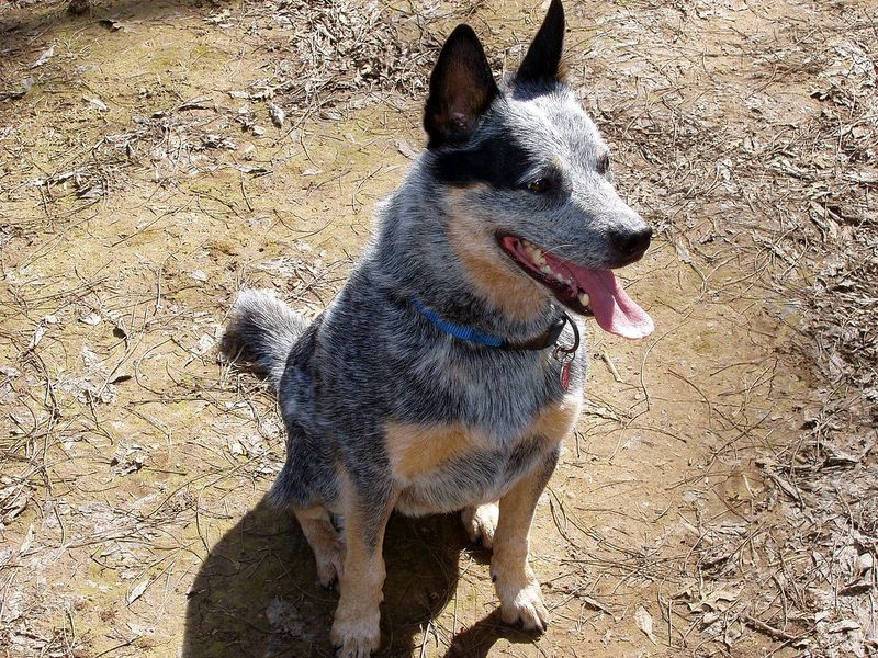 Australian Cattle Dog