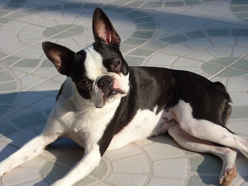 Some dogs enjoy doing their own thing - These breeds would rather join whatever you're doing 8 Boston Terrier
