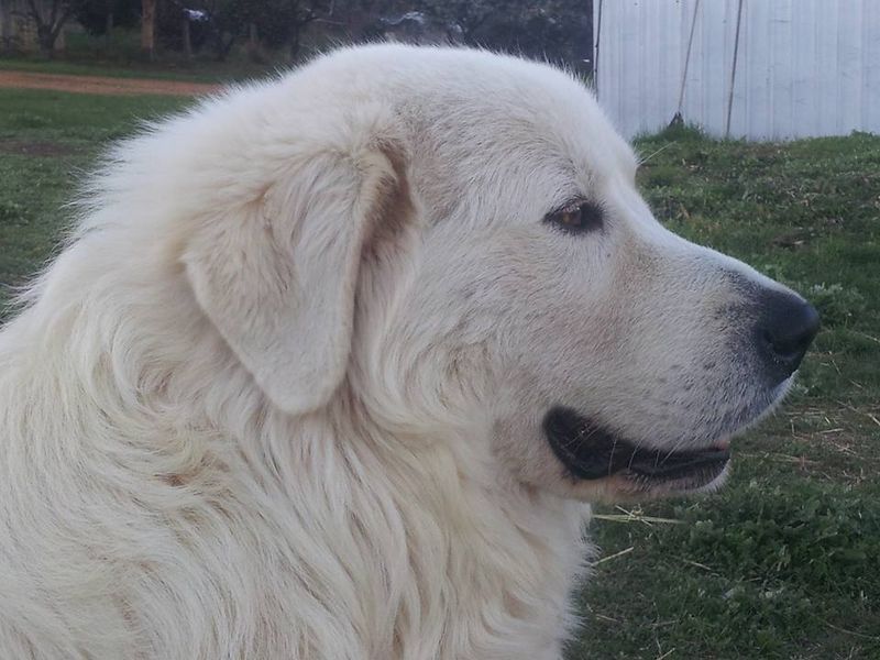 26 Dog Breeds Famous for Their Pure White Coats 19 Maremma Sheepdog