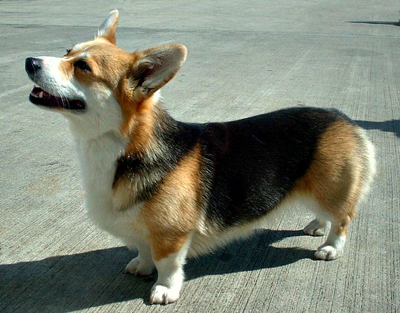 13 forever-young dog breeds that act like puppies well into adulthood 12 Pembroke Welsh Corgi