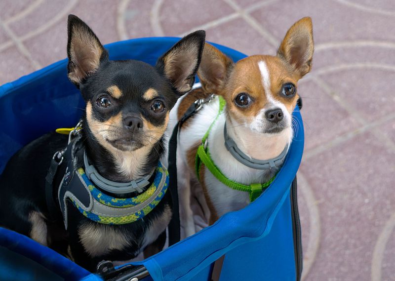 Looking for a tidier companion? These dog breeds have some naturally neat habits 4 Chihuahua