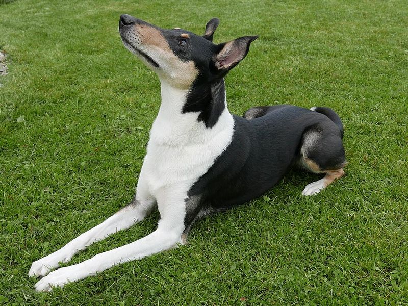 Looking for a naturally steady companion? These dog breeds rarely disappoint 14 Smooth Collie