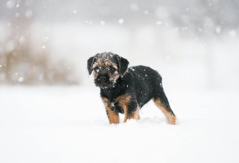 The “My Dog Got Sick From Daycare” Panic Is Surging - 16 Breeds Most Mentioned in Outbreak Posts 7 Border Terrier