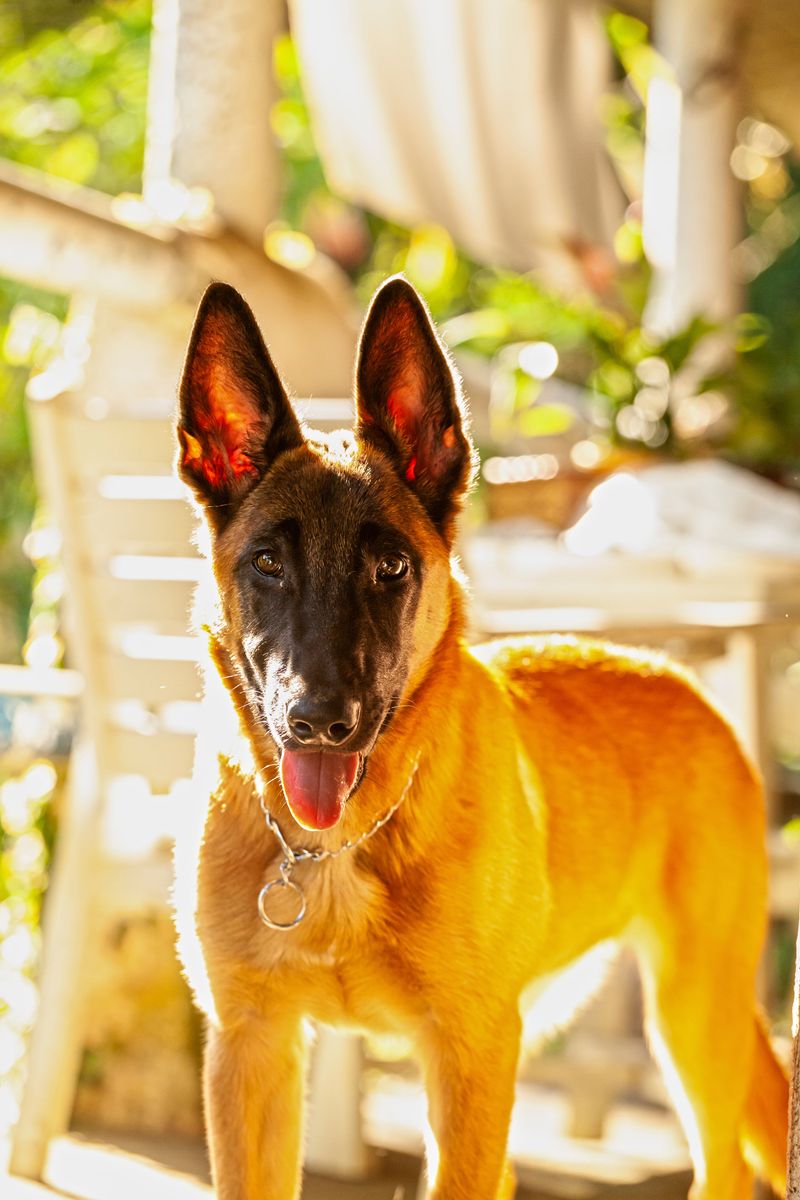 If you trust these 13 breeds off-leash, make sure you understand the risks first 14 Belgian Malinois