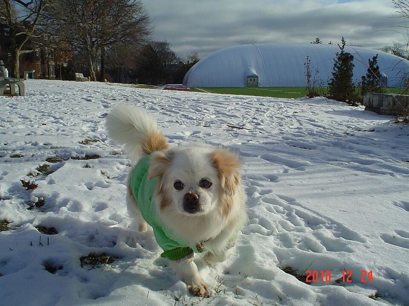 11 dogs with such naturally peaceful presence people feel calmer around them 7 Tibetan Spaniel