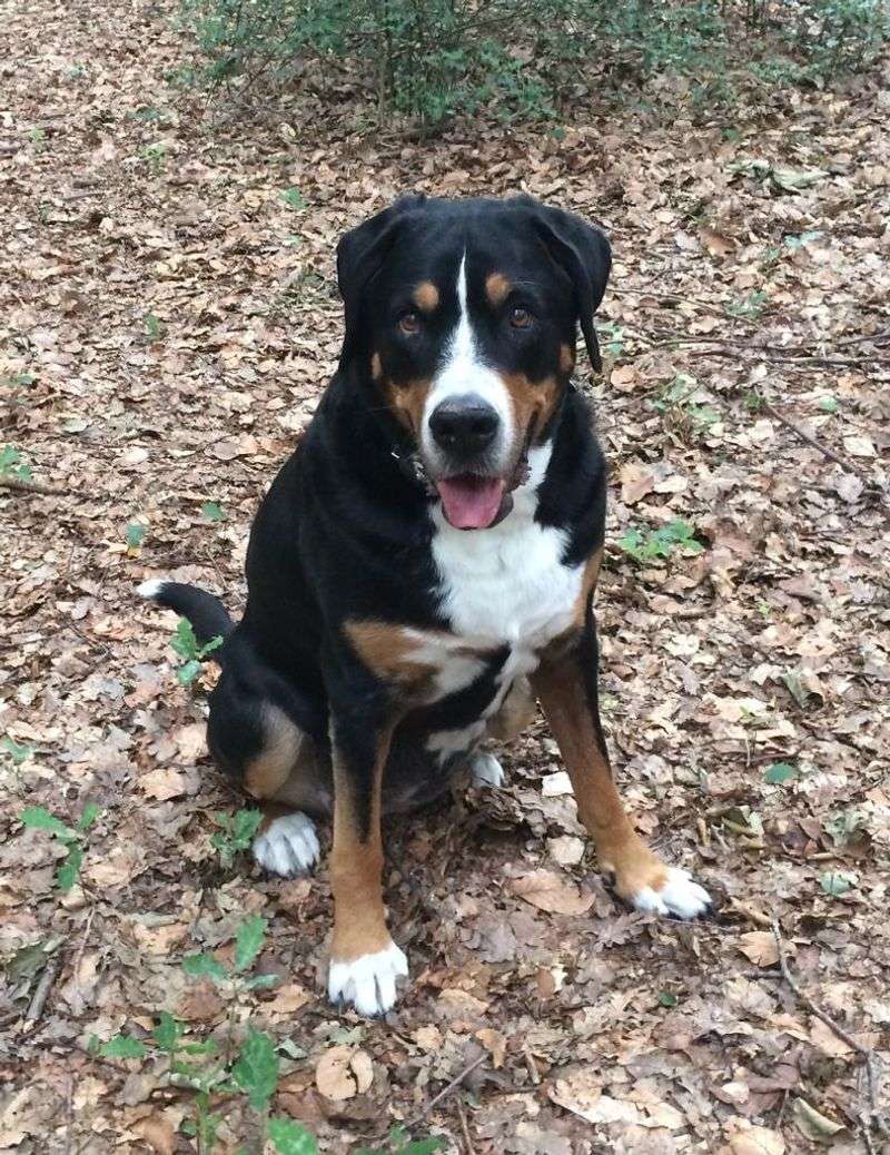 Great Swiss Mountain Dog