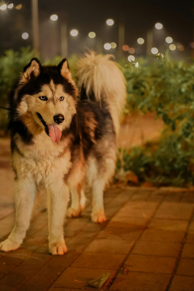 Alaskan Malamute
