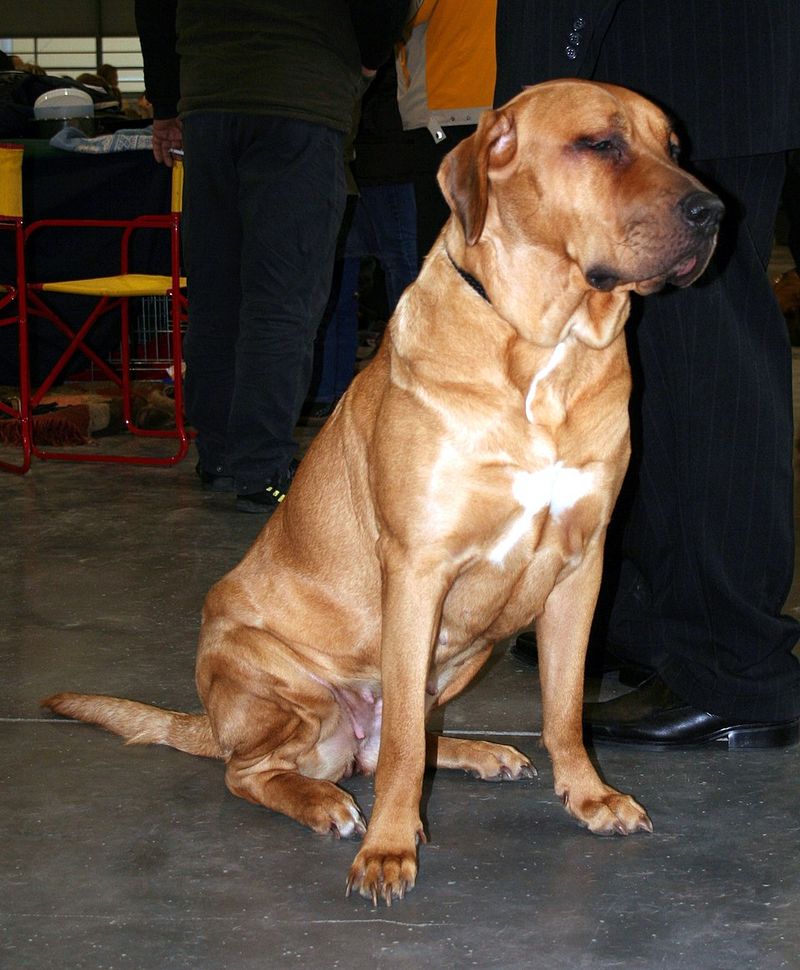 These 13 guard dogs don’t bark for attention - their presence alone is enough 11 Tosa Inu
