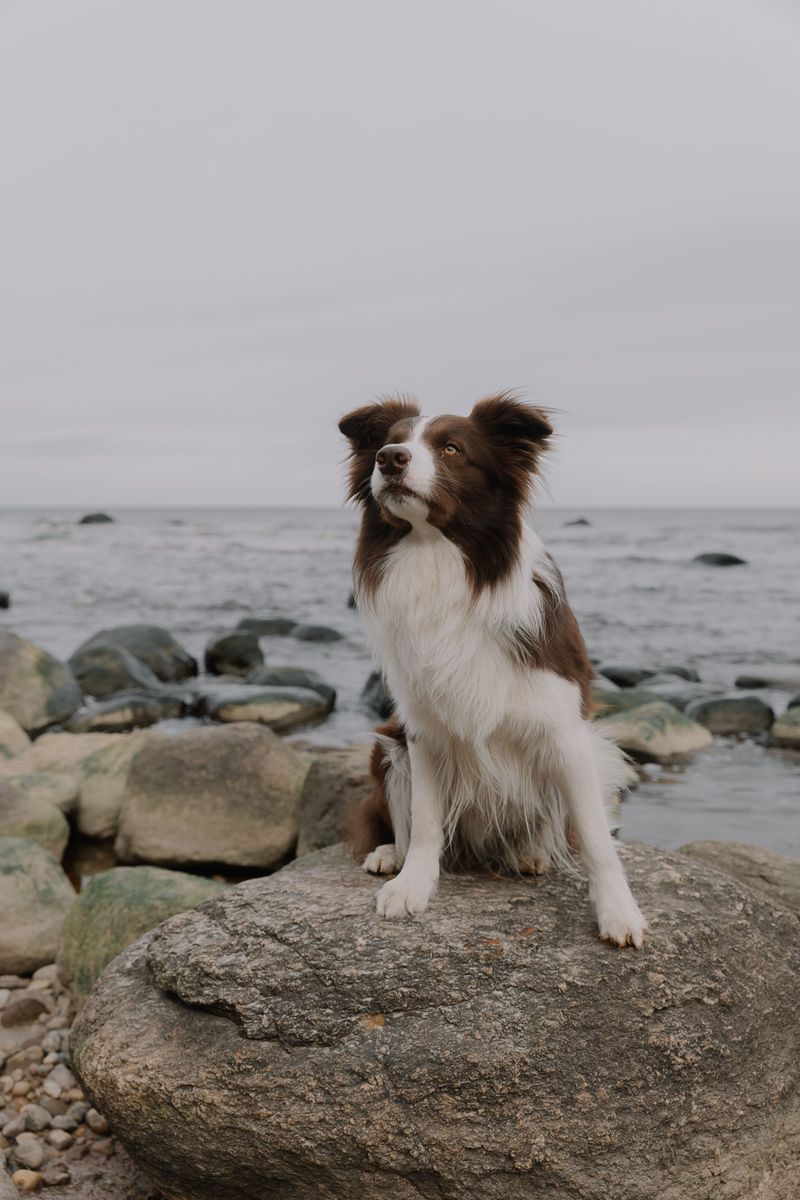 Your dog has plenty of canine friends - so why does it still prefer you? These 11 breeds may explain 4 Border Collie