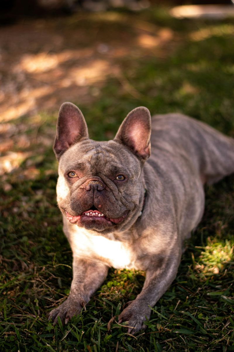 French Bulldog