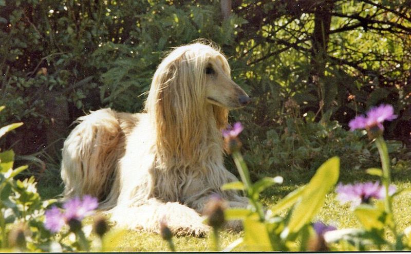 Point the camera at these dog breeds and half the work already seems done 6 Afghan Hound