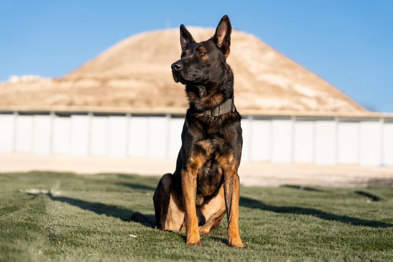 They require harsh discipline to behave.