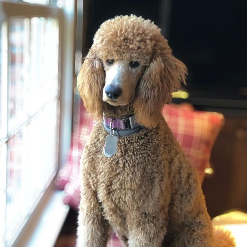 Some dog breeds seem to comfort people naturally without being taught 8 Standard Poodle