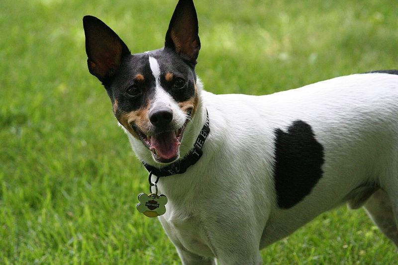 These 12 Breeds Are Getting Picked for “No Backyard” Life - But Not the Usual Ones 4 Rat Terrier