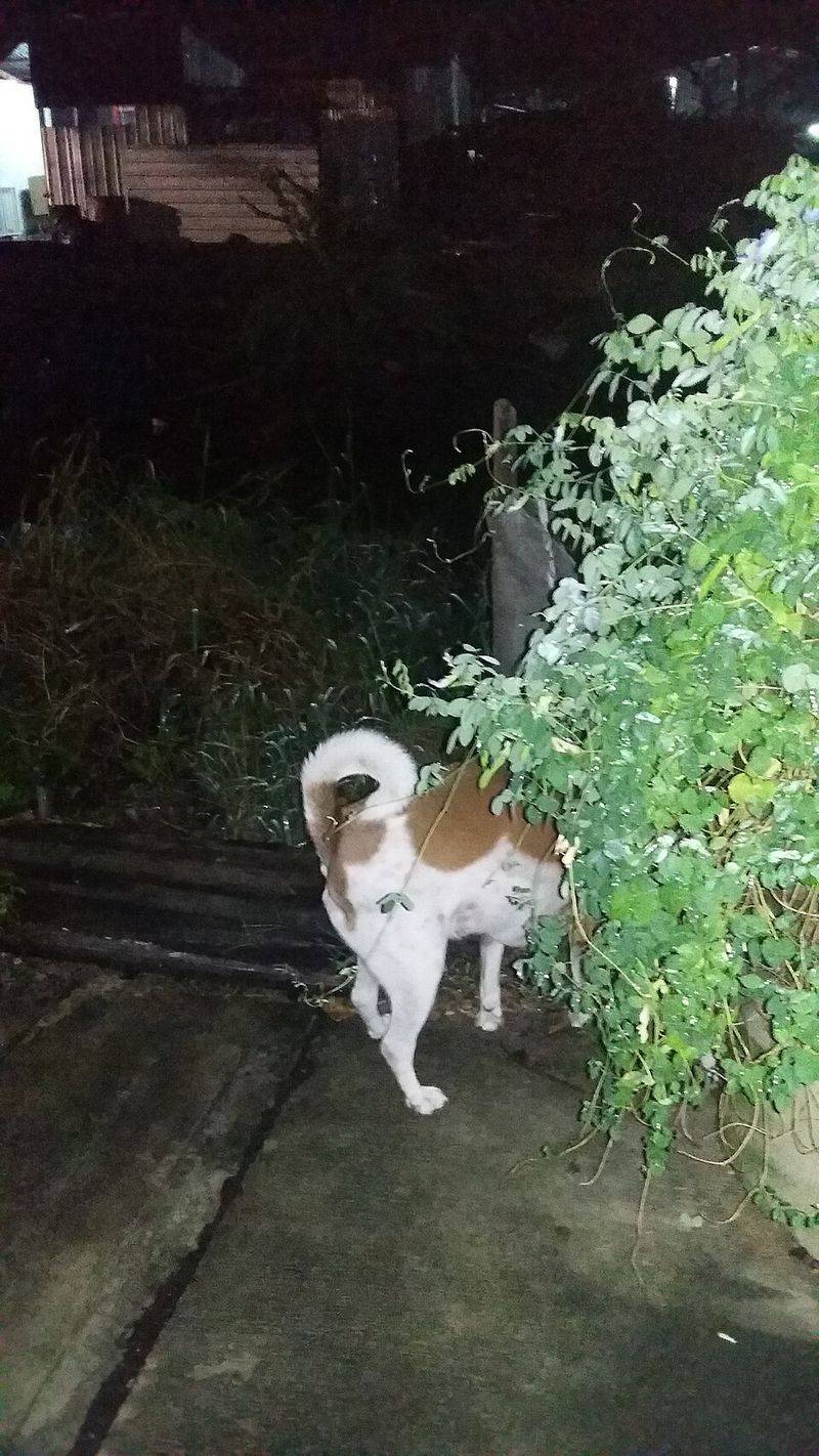 Is your dog fed up? Here are 11 signs to watch for 8 Hiding more than usual